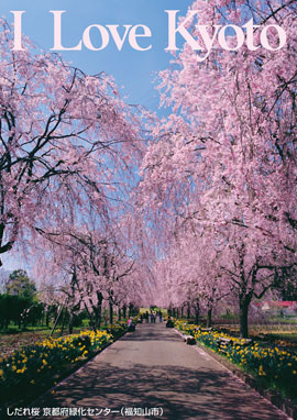 1.しだれ桜　京都府緑化センター(福知山市)